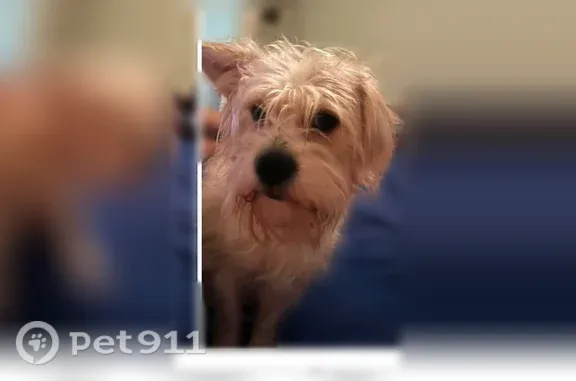 Missing dog Male, Omaha (usl546583) - photo