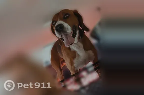 Lost dog, Westview Drive, 6777, Perry — male hound with white front socks - photo