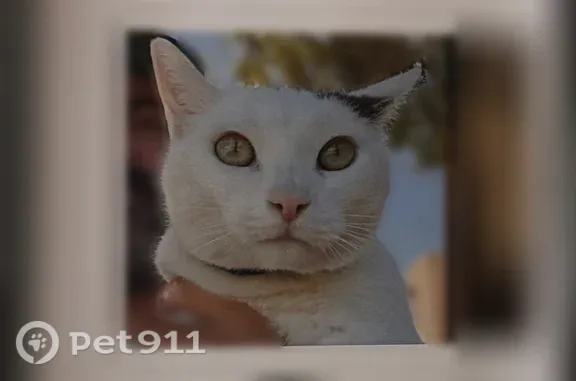Missing cat Henderson, photo: Lost male cat, Oregon Way, 91, Henderson — black spot on right ear