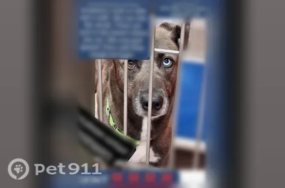 Lost Dog, West Sweetwater Drive, 3730, Tucson — female with one blue and one brown eye - photo