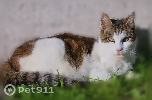 Missing cat Los Angeles, photo: Lost cat, Rolland Curtis Place, 1374, Los Angeles — female, white and brown tabby