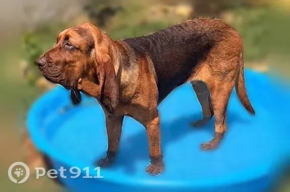 Lost dog, Macaway Road, 10074, Adkins, San Antonio — male, blind in right eye - photo