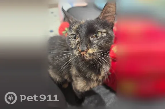 Found cat Kansas City, photo: Found cat, Park Avenue, 5300, Kansas City — small, calm tortie female