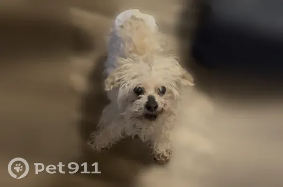 Lost dog, Smallwood Drive, Waldorf — female, white with a purple collar - photo