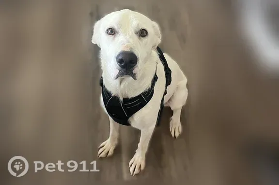 Lost dog, 3rd Avenue, 424, Gustine — female, white and sweet - photo