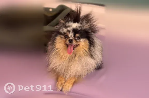 Missing dog Alexandria, photo: Lost dog, female, Woodbine Street, 321, Alexandria — merle Pomeranian