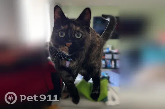 Lost female cat, Dale Drive, Wayland Township, Wayland — shy four-year-old tortie - photo