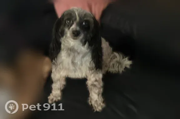Lost Dog, Gladewood Circle, North Carolina, New Bern — female last seen on a pontoon boat - photo