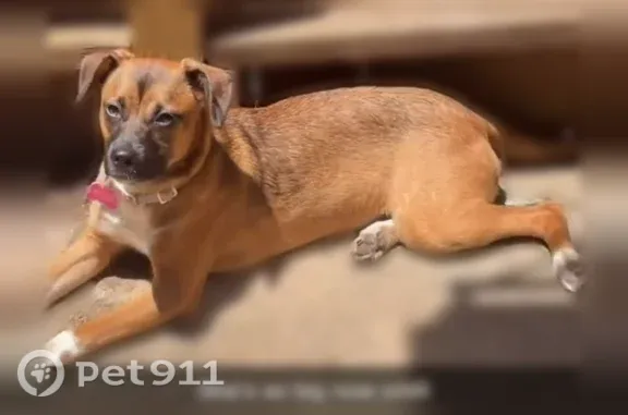 Lost female dog, Rolling Creek Drive, 17100, Houston — mostly black muzzle - photo
