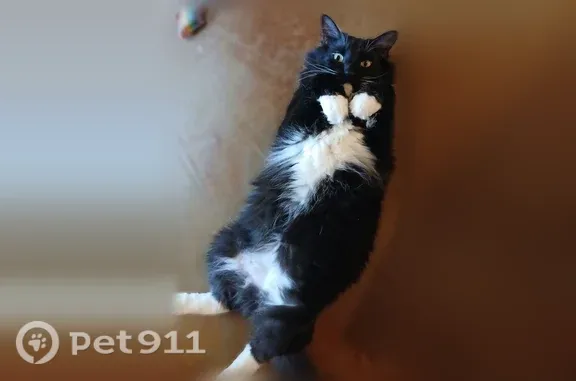 Lost male cat, Scofield Lane, 1904, Austin, Carrollton — very fluffy and timid - photo