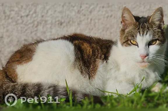 Missing cat Los Angeles, photo: Lost cat, Rolland Curtis Place, 1374, Los Angeles — female brown and white tabby, 12–13 years old