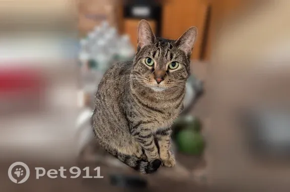Lost cat, White Oak Bottom Road, 1354, Toms River, Leesburg — 9-lb striped tabby - photo