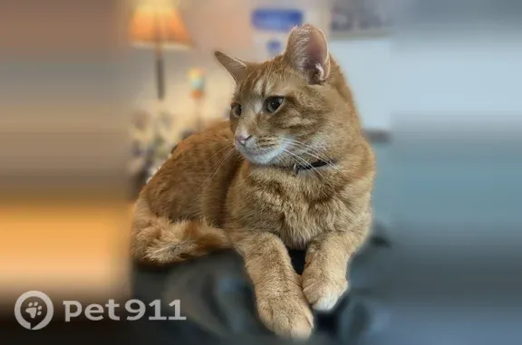 Lost male cat, Cortland, Ohio, Cleveland — orange and white with a clipped ear - photo