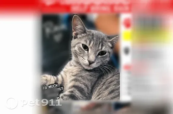 Missing cat Rogers, photo: Lost cat, Evergreen Trail, 21668, Rogers — friendly gray tabby