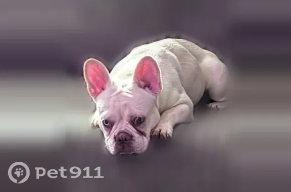 Missing dog Female, Philadelphia (usl546631) - photo