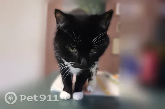 Missing cat Female, Wells (usl546633) - photo