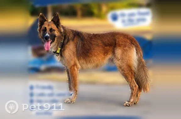 Found dog Waco, photo: Found dog Male, Waco (usf546635)