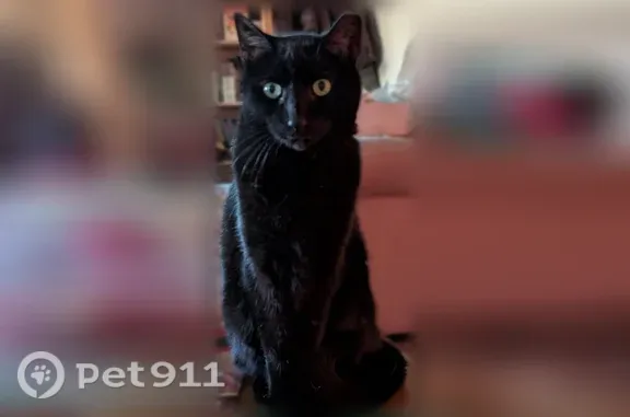 Missing cat Male, Conshohocken (usl546634) - photo