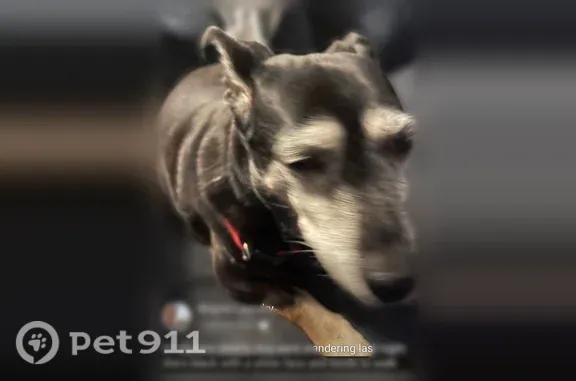 Missing dog Female, Brockton (usl546627) - photo