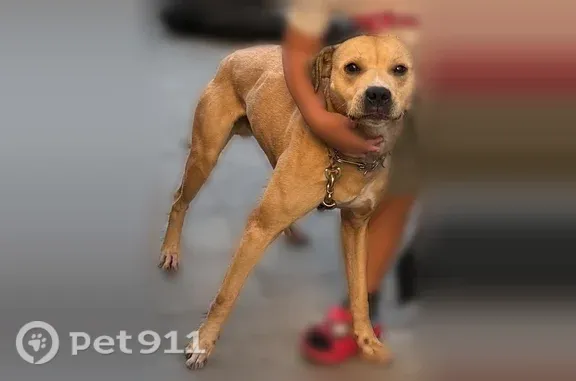 Missing dog Queens, photo: Lost dog, 114th Road, 191-11, New York, Queens — male pit bull–Boxer mix