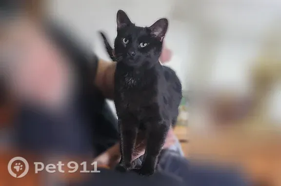 Lost cat, Stow, Ohio, Cleveland — black coat, green eyes - photo