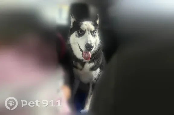 Lost dog, Plymouth Avenue, 916, Orlando — female with a purple collar - photo