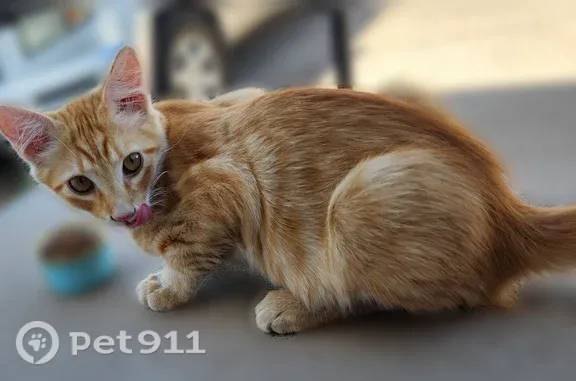 Missing cat Phoenix, photo: Lost cat, East Gibson Lane, 1301, Phoenix — male 4-month-old orange tabby, very friendly and vocal