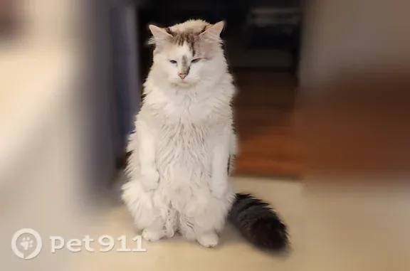 Missing cat Sioux Falls, photo: Lost cat, East Pam Road, 717, Sioux Falls — longhaired female with blue eyes