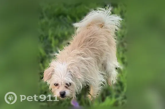 Lost dog, female, Vivian Drive, Perrysburg Township, Walbridge — white and tan with amber eyes - photo