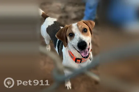 Lost dog, Ruby Ridge Drive, 204, Talking Rock — male - photo