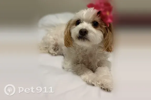Lost dog, North 11th Street, 104, Fresno — female with brown-orange ear spots - photo