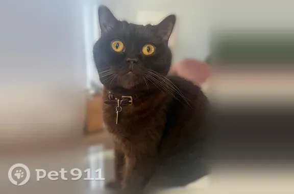 Lost cat, Saturn Street, 6107, Los Angeles — male British Shorthair with a brown coat - photo