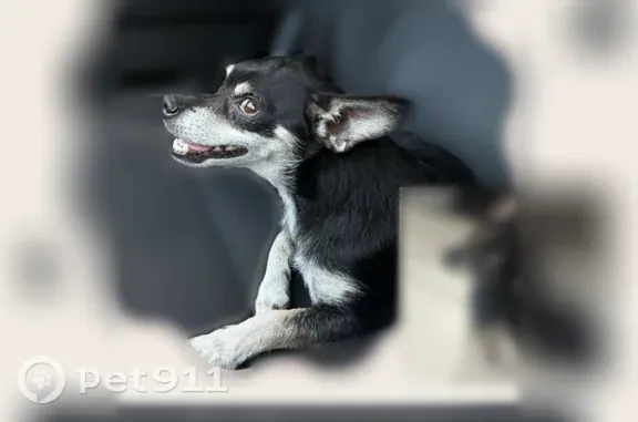 Black chihuahua white legs and white chest