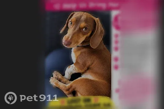 Lost dog, Goulds — female with beige-and-white paws - photo