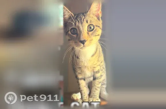 Lost cat, East 30th Street South, 7439, Tulsa — male with no tail - photo