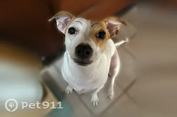 Lost Dog, female, Laimi Road, 127, East Honolulu — black spots on skin - photo