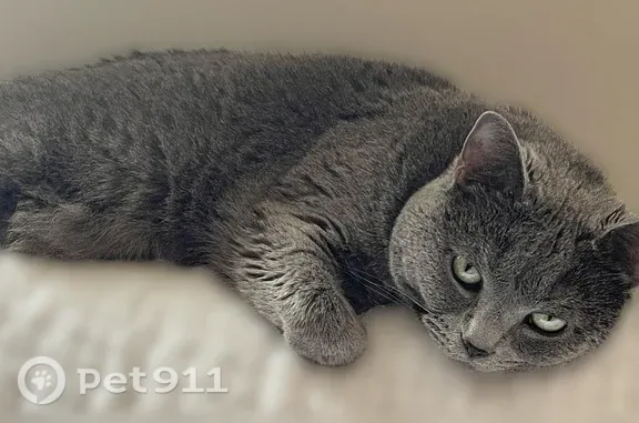 Lost cat, Russell Street, Covington — female, light grey with green eyes - photo