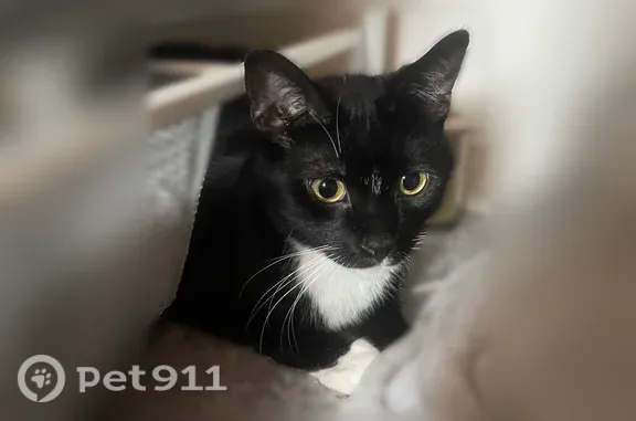 Lost cat, Gable Falls Place, North Las Vegas — male with bright yellow-green eyes - photo