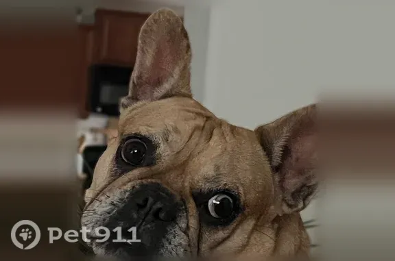 Lost Dog, Sonoma Way, 8076, Florence — Female Frenchie with Blue Tattoo - photo