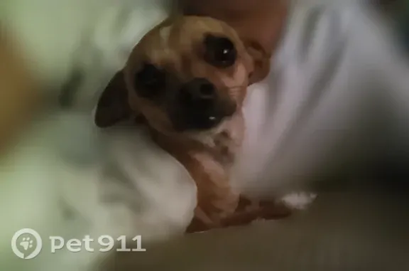 Lost dog, Vejar Street, 1622, Pomona — female with a golden-brown coat - photo
