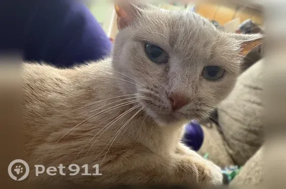 Found cat Arlington, photo: Found female cat, Lincoln, Nebraska, Arlington — American Shorthair with green eyes