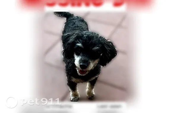 Lost dog, South Gopher Road, 12614, Buckeye, Goodyear — female poodle with white paws - photo