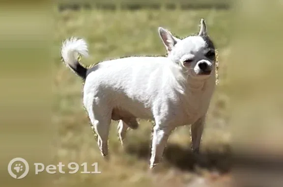 Lost Dog, Millennium Way, 1498, Atlanta — male small Chihuahua - photo