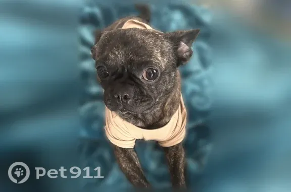 Lost dog, male French bulldog, West 62nd Street, 925 1/2, Los Angeles — stocky build - photo