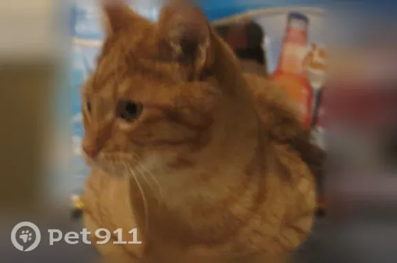 Lost cat, Curve Street, Dedham, Boston — male, orange and white - photo