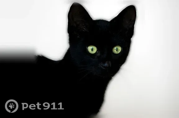 Lost cat, Pond Pine Court, 703, Orlando — male with green-brown eyes - photo