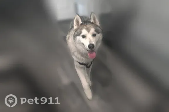 Lost male dog, South Jordan, Utah, South Jordan — wearing a harness - photo