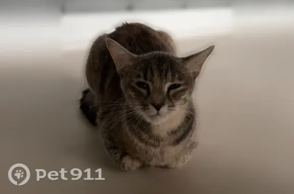 Lost cat, Silver Oaks Street, 2214, New Caney, Roman Forest — female with a caramel nose mark - photo