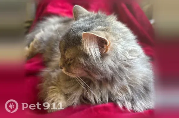 Lost female cat, River Drive, 1403, Fremont — gray fluffy coat and pink bell collar - photo