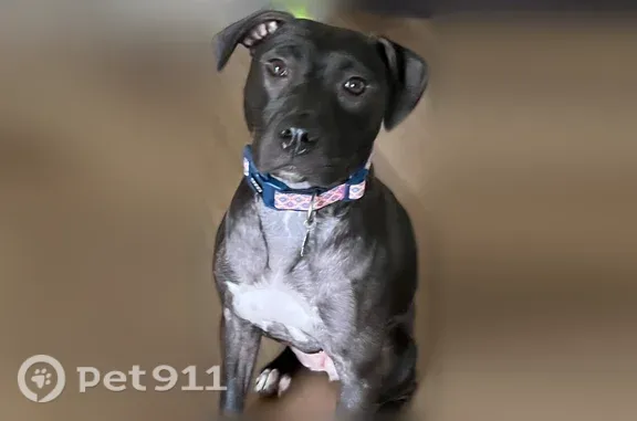 Lost Dog, Blyth Drive, Texas, Arlington — female with short black fur and white paws - photo